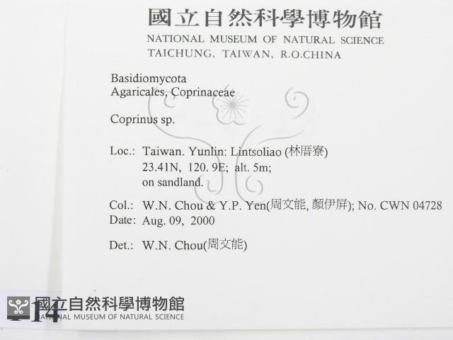 鬼傘屬藏品圖，第2張