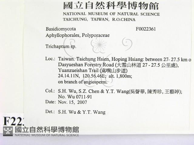 附毛菌屬藏品圖，第2張