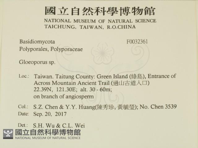 膠孔菌屬藏品圖，第2張