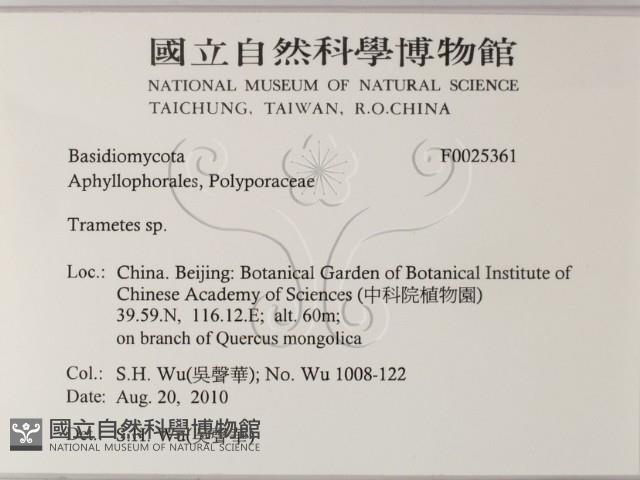 栓菌屬藏品圖，第2張