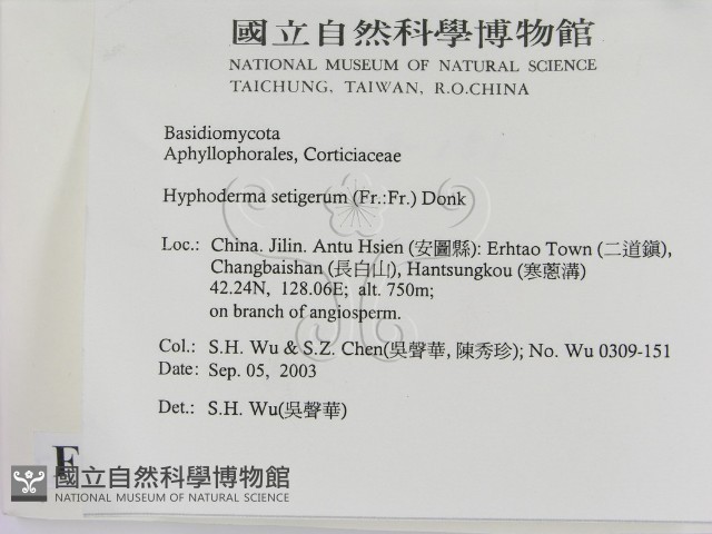 剛毛絲皮菌藏品圖，第2張