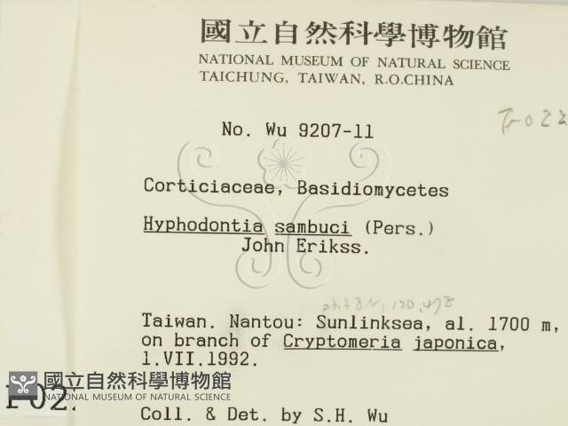 冇骨消絲齒菌藏品圖，第2張