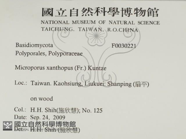 黄柄小孔菌藏品圖，第2張