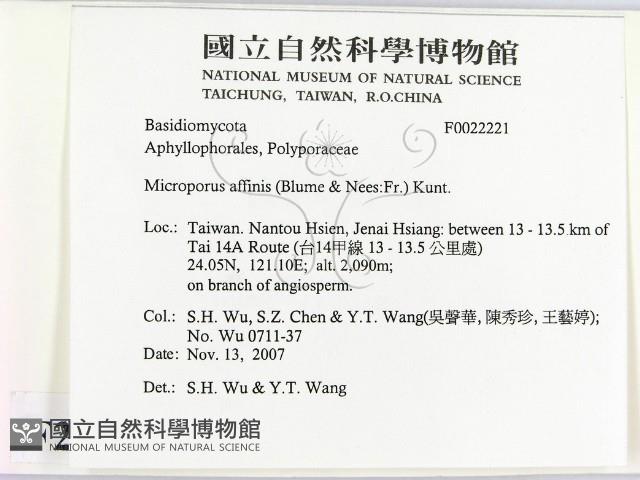 相鄰小孔菌藏品圖，第2張
