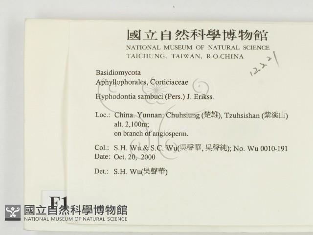 冇骨消絲齒菌藏品圖，第2張