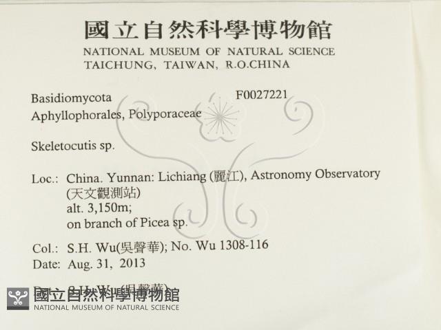 骨皮菌屬藏品圖，第2張