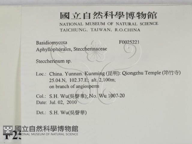 齒耳菌屬藏品圖，第2張