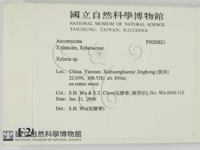 炭角菌屬藏品圖，第2張