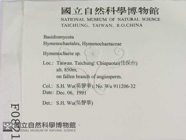 刺革菌屬藏品圖，第2張