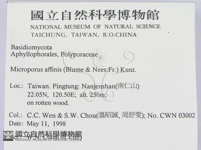 相鄰小孔菌藏品圖，第2張