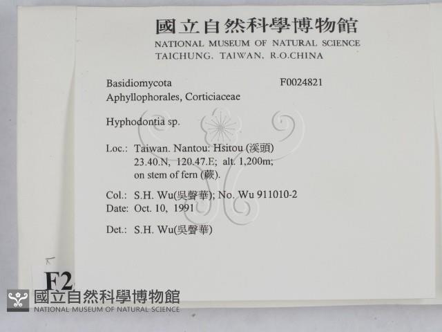 絲齒菌屬藏品圖，第2張