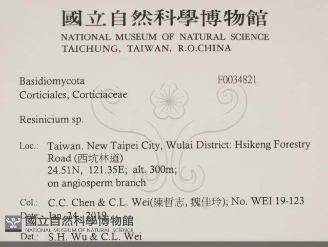 樹脂殼菌屬藏品圖，第2張