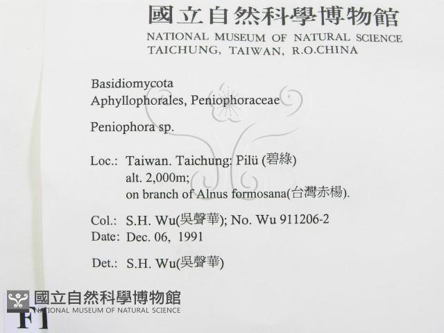筍殼菌屬藏品圖，第2張