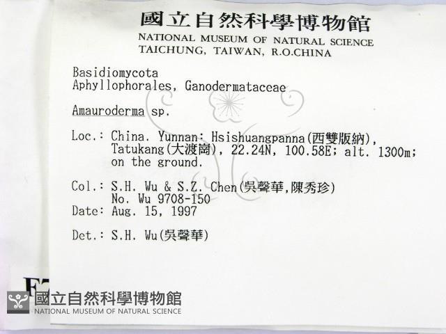 假芝屬藏品圖，第2張