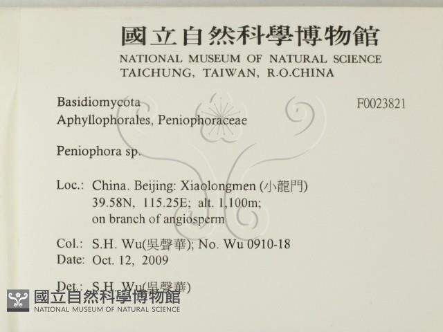 筍殼菌屬藏品圖，第2張