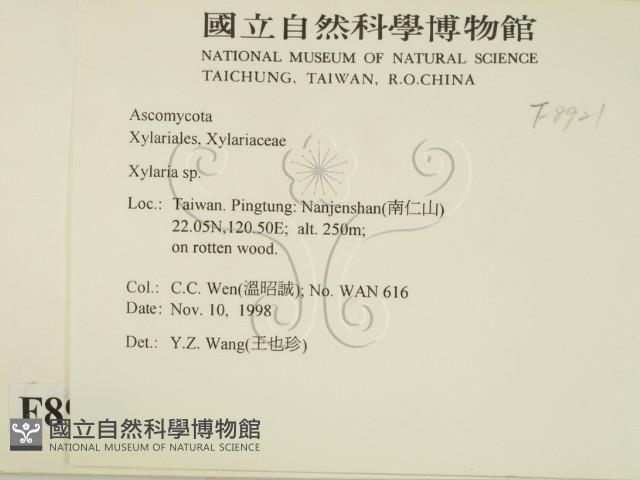 炭角菌屬藏品圖，第2張
