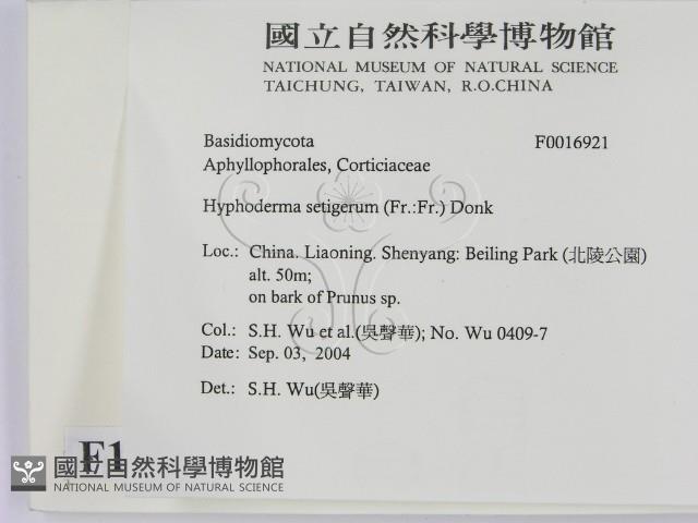 剛毛絲皮菌藏品圖，第2張