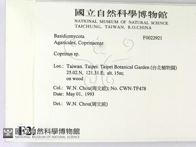 鬼傘屬藏品圖，第2張