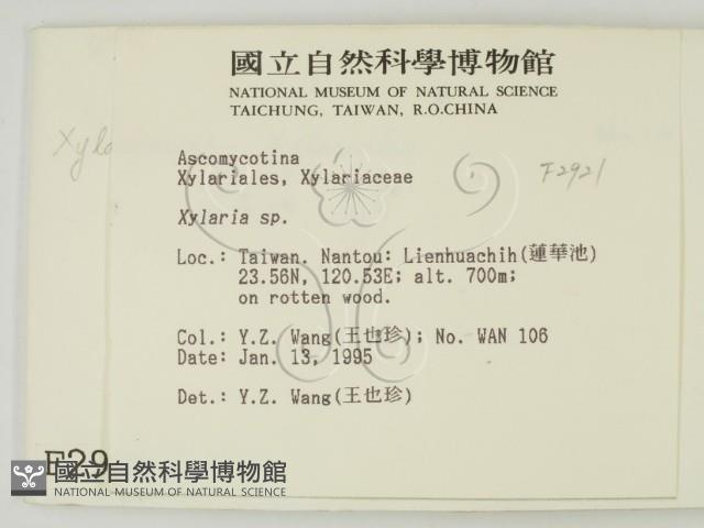 炭角菌屬藏品圖，第2張