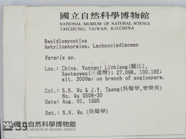 叉絲革菌屬藏品圖，第2張