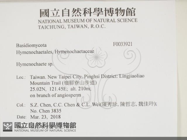 刺革菌屬藏品圖，第2張