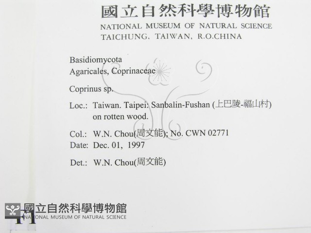 鬼傘屬藏品圖，第2張