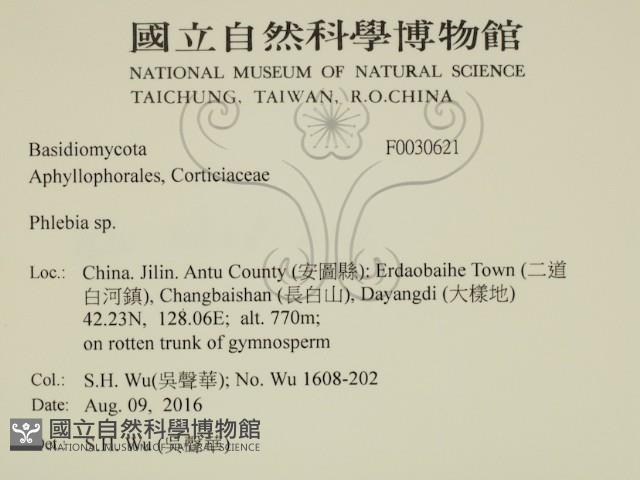 射脈菌屬藏品圖，第2張