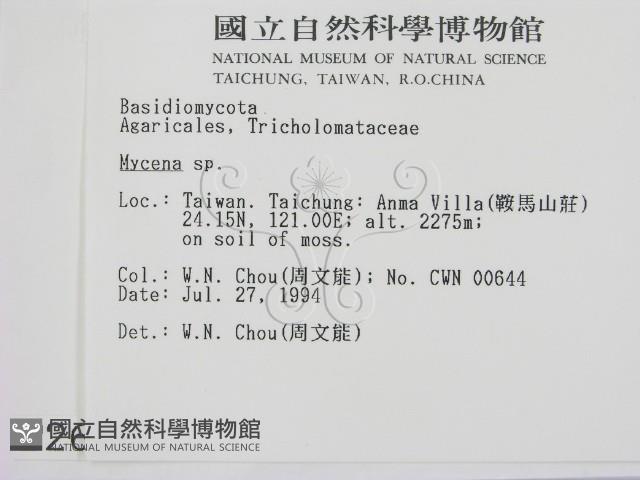 小菇屬藏品圖，第2張