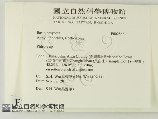 射脈菌屬藏品圖，第2張