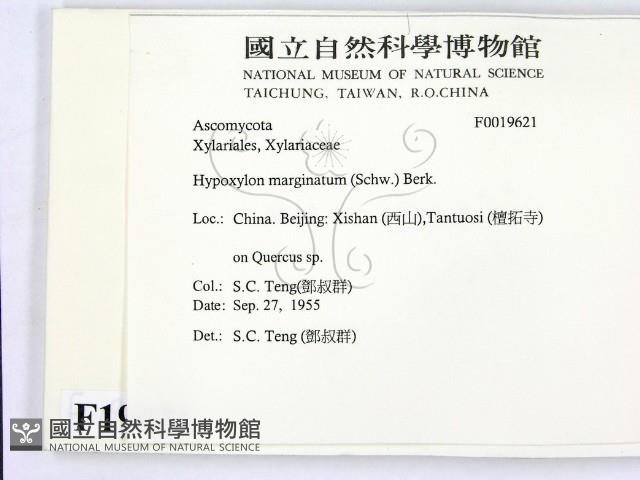 登錄號:F0019621藏品圖，第2張