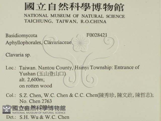 珊瑚菌屬藏品圖，第2張