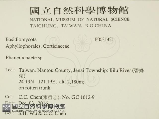 顯絲菌屬藏品圖，第2張