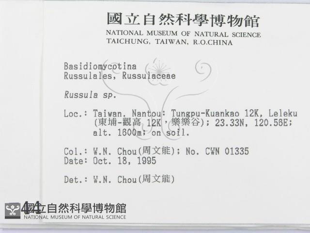 紅菇屬藏品圖，第2張