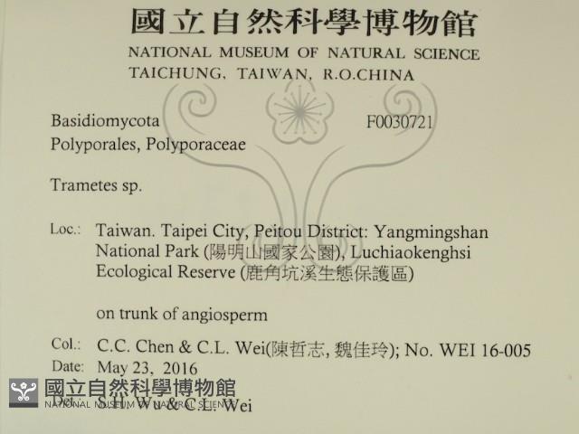 栓菌屬藏品圖，第2張