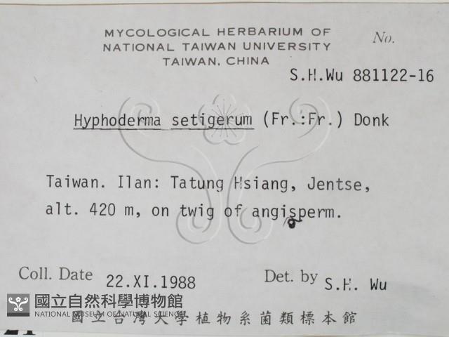 剛毛絲皮菌藏品圖，第2張