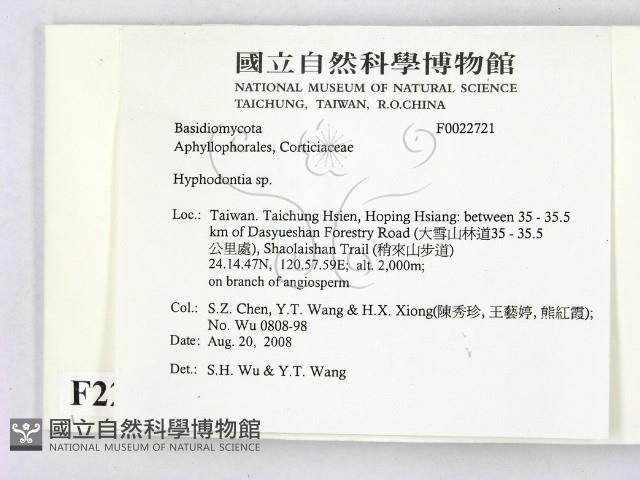 絲齒菌屬藏品圖，第2張