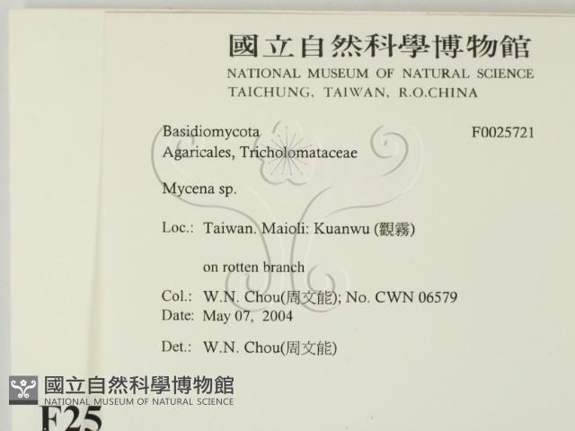 小菇屬藏品圖，第2張