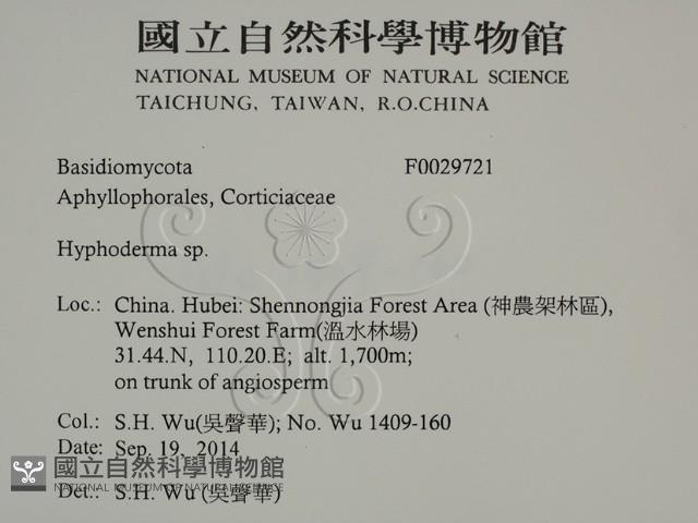 絲皮菌屬藏品圖，第2張