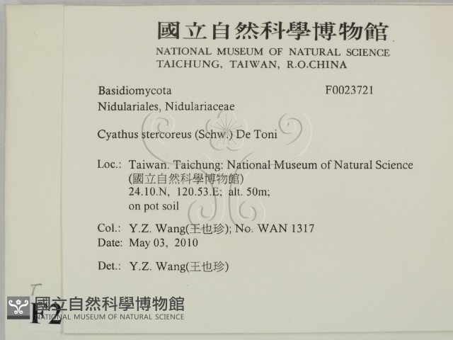 糞生黑蛋巢菌藏品圖，第2張