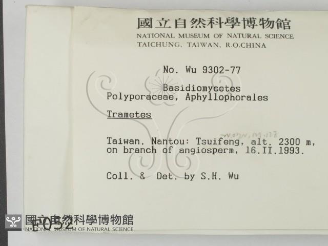 栓菌屬藏品圖，第2張