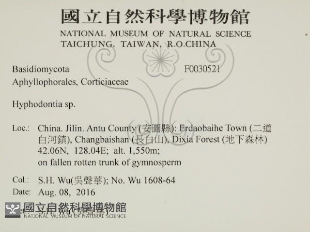 絲齒菌屬藏品圖，第2張