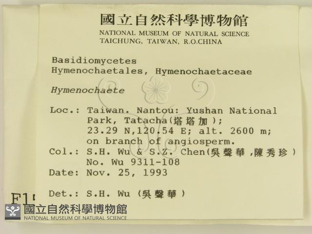 刺革菌屬藏品圖，第2張