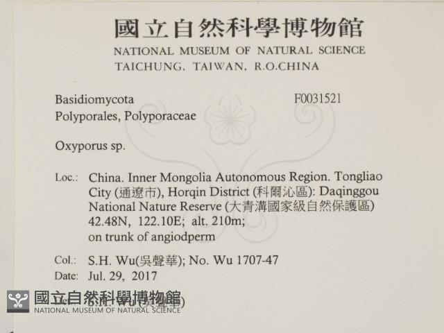 銳孔菌屬藏品圖，第2張