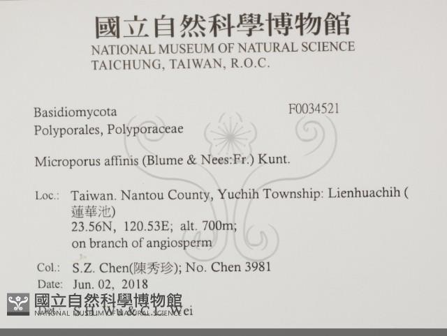 相鄰小孔菌藏品圖，第2張