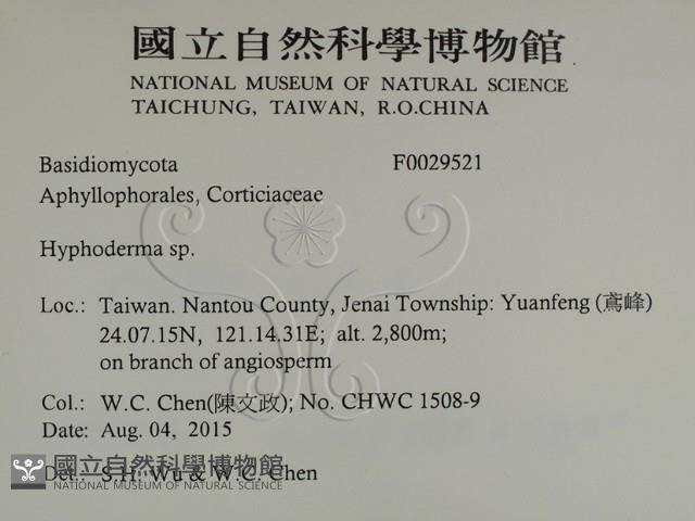 絲皮菌屬藏品圖，第2張