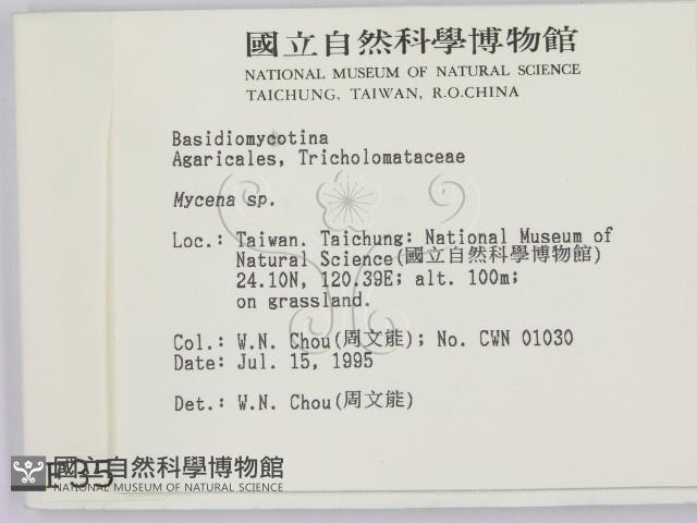 小菇屬藏品圖，第2張