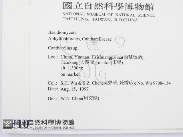 雞油菌屬藏品圖，第2張