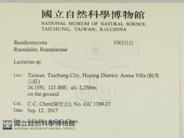 乳菇屬藏品圖，第2張