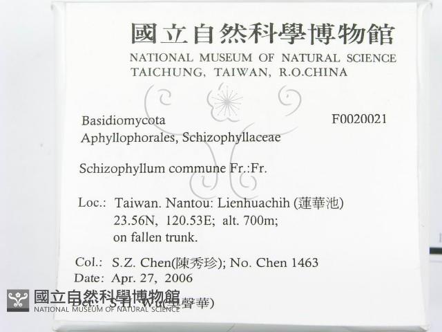 裂褶菌藏品圖，第2張