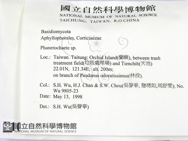 顯絲菌屬藏品圖，第2張